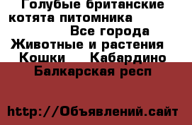 Голубые британские котята питомника Silvery Snow. - Все города Животные и растения » Кошки   . Кабардино-Балкарская респ.